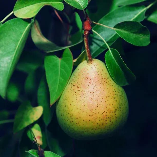Pear Tree - Comice (Pyrus communis 'Doyenne du Comice') 1
